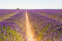 Строки зацветая лаванды до horizont стоковые фото Строки зацветая лаванды до horizont стоковые фото