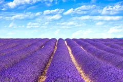 Строки полей цветка лаванды зацветая бесконечные. Valensole Провансаль стоковое фото Строки полей цветка лаванды зацветая бесконечные. Valensole Провансаль стоковое фото