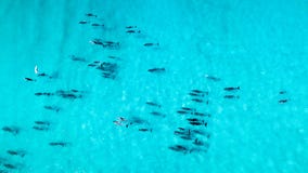 Стручок дельфина в открытом море сверху стоковая фотография Стручок дельфина в открытом море сверху стоковая фотография
