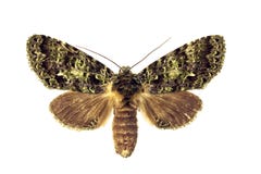 сумеречница mottled видно Стоковая Фотография сумеречница mottled видно Стоковая Фотография