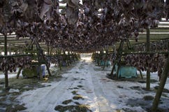 Сушат много большую рыбу на деревянных поддержках под открытым небом стоковое изображение rf Сушат много большую рыбу на деревянных поддержках под открытым небом стоковое изображение rf