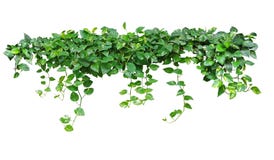 Сформированное сердце выходит лоза, плющ ` s дьявола, золотой pothos, изолированный o Стоковая Фотография Сформированное сердце выходит лоза, плющ ` s дьявола, золотой pothos, изолированный o Стоковая Фотография