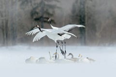 Сцена живой природы от зимы Азии Птица 2 в полете 2 крана в мухе с лебедями Белые птицы летая Красно-увенчали кран, japon Grus стоковое изображение rf Сцена живой природы от зимы Азии Птица 2 в полете 2 крана в мухе с лебедями Белые птицы летая Красно-увенчали кран, japon Grus стоковое изображение rf
