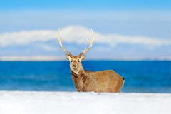 Сцена живой природы от снежной природы Олени sika Хоккаидо, yesoensis японии Cervus, в побережье с темно-синим морем, горы зимы стоковые фотографии rf Сцена живой природы от снежной природы Олени sika Хоккаидо, yesoensis японии Cervus, в побережье с темно-синим морем, горы зимы стоковые фотографии rf