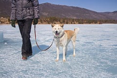 Счастливая собака Акиты Inu японца с закрытыми глазами на поводке с ее предпринимателем идет вдоль льда Lake Baikal на backgro го стоковые фото Счастливая собака Акиты Inu японца с закрытыми глазами на поводке с ее предпринимателем идет вдоль льда Lake Baikal на backgro го стоковые фото