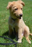 Счастливый идет собака щенка Sitt Retriever удачливой утки Новой Шотландии звоня стоковые фотографии rf Счастливый идет собака щенка Sitt Retriever удачливой утки Новой Шотландии звоня стоковые фотографии rf