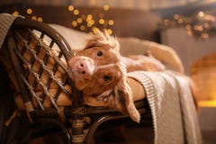 Счастливый Новый Год, рождество, Retriever, праздники и торжество утки Новой Шотландии собаки звоня стоковые изображения rf Счастливый Новый Год, рождество, Retriever, праздники и торжество утки Новой Шотландии собаки звоня стоковые изображения rf