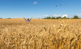 Счастливое farrmer среди богатого жать поля пшеницы Стоковые Фото Счастливое farrmer среди богатого жать поля пшеницы Стоковые Фото
