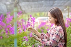 Счастливые женские фермеры жмут цветки орхидеи для продажи Красивая женщина работая в ферме орхидеи Пурпурная орхидея в саде стоковая фотография Счастливые женские фермеры жмут цветки орхидеи для продажи Красивая женщина работая в ферме орхидеи Пурпурная орхидея в саде стоковая фотография