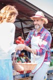 Счастливые старшие овощи продажи фермера органические в рынке фермера стоковые изображения Счастливые старшие овощи продажи фермера органические в рынке фермера стоковые изображения