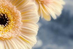 Съемка макроса Gerberas цвета абрикоса стоковое изображение Съемка макроса Gerberas цвета абрикоса стоковое изображение