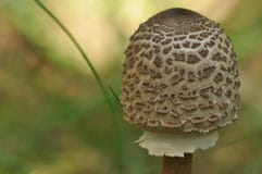 Съестные грибы деликатность Добавление к блюдам Осень стоковое фото Съестные грибы деликатность Добавление к блюдам Осень стоковое фото