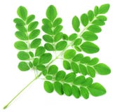 Съестные листья moringa Стоковое Фото Съестные листья moringa Стоковое Фото