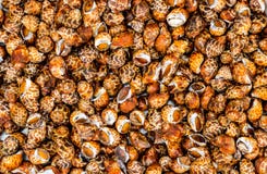 Сырцовые улитки моря для еды стоковые фото Сырцовые улитки моря для еды стоковые фото