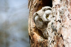 Сыч с большим желтым цветом наблюдает peeking из полости стоковые изображения rf Сыч с большим желтым цветом наблюдает peeking из полости стоковые изображения rf