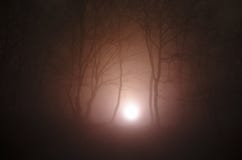 Сюрреалистический свет в темном лесе, волшебная фантазия освещает в fairy туманном лесе стоковые изображения Сюрреалистический свет в темном лесе, волшебная фантазия освещает в fairy туманном лесе стоковые изображения
