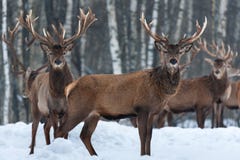 Табун благородного Cervus Elaphus оленей в естественной среде обитания в зимнем времени: Один самец оленя стоит косым в профиле, стоковая фотография rf Табун благородного Cervus Elaphus оленей в естественной среде обитания в зимнем времени: Один самец оленя стоит косым в профиле, стоковая фотография rf