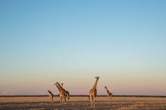 Табун жирафов в пустыне kalahari стоковые изображения rf Табун жирафов в пустыне kalahari стоковые изображения rf