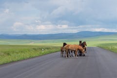 Табун лошадей стоит на дороге асфальта стоковое фото rf Табун лошадей стоит на дороге асфальта стоковое фото rf