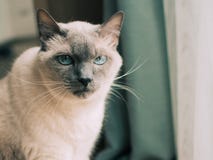 Тайский кот с голубыми глазами стоковые фото Тайский кот с голубыми глазами стоковые фото