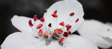 Тангаж Pistil цветка груши стоковые изображения rf Тангаж Pistil цветка груши стоковые изображения rf