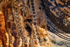 Текстура кактуса от San Felipe, Mexica стоковое изображение Текстура кактуса от San Felipe, Mexica стоковое изображение