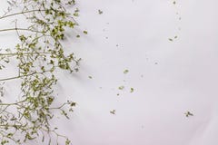 Текстура картины с зелеными сухими листьями подпрыгивает на белой предпосылке Плоское положение, концепция взгляда сверху минимал стоковое фото Текстура картины с зелеными сухими листьями подпрыгивает на белой предпосылке Плоское положение, концепция взгляда сверху минимал стоковое фото