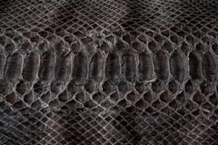 Текстура кожаной, черной кобры стоковые фотографии rf Текстура кожаной, черной кобры стоковые фотографии rf