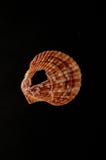 текстура предпосылки seashell иллюстрация вектора текстура предпосылки seashell иллюстрация вектора