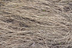 Текстура предпосылки сухой травы, в прошлом году haymaking стоковые фото Текстура предпосылки сухой травы, в прошлом году haymaking стоковые фото