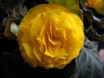 Темно-желтый двойник Impatiens стоковое изображение rf Темно-желтый двойник Impatiens стоковое изображение rf