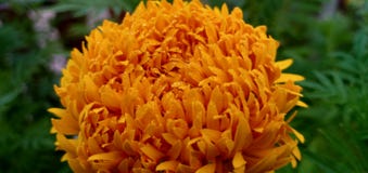 Темнота Zinnia желтая стоковые фото Темнота Zinnia желтая стоковые фото
