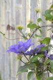 Темный цветок clematis repurple около деревянной загородки стоковая фотография Темный цветок clematis repurple около деревянной загородки стоковая фотография