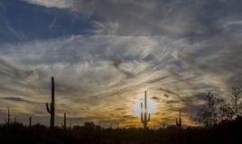 Тени Saguaro и живое желтое небо захода солнца юго-западной пустыни Стоковые Фото Тени Saguaro и живое желтое небо захода солнца юго-западной пустыни Стоковые Фото