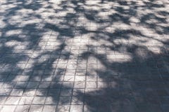 Тень дерева лист Стоковое Фото Тень дерева лист Стоковое Фото