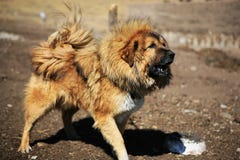 тибетец mastiff стоковые фотографии rf тибетец mastiff стоковые фотографии rf