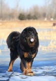 тибетец mastiff стоковое изображение rf тибетец mastiff стоковое изображение rf
