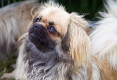 тибетец spaniel щенка стоковое фото тибетец spaniel щенка стоковое фото