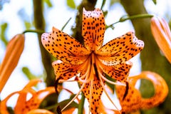 Тигр Lilly на яркий солнечный день стоковое фото rf Тигр Lilly на яркий солнечный день стоковое фото rf
