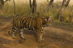 Тигр, пантера Тигр Тигр, Pacman, запас тигра Ranthambhore, Раджастхан стоковое фото Тигр, пантера Тигр Тигр, Pacman, запас тигра Ranthambhore, Раджастхан стоковое фото
