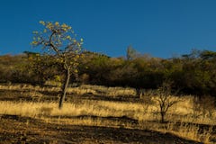 Типичный ландшафт Cerrado, где переплетенные деревья один из немногих выживших во время периодов засухи стоковые фото Типичный ландшафт Cerrado, где переплетенные деревья один из немногих выживших во время периодов засухи стоковые фото