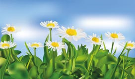 Трава весны зеленые и chomomile ландшафт вектора 3d реалистический Реалистическое chomomile в голубой предпосылке иллюстрация штока Трава весны зеленые и chomomile ландшафт вектора 3d реалистический Реалистическое chomomile в голубой предпосылке иллюстрация штока