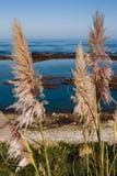 Трава увиденная морем до конца стоковое фото Трава увиденная морем до конца стоковое фото