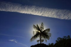 Трассировки в небе обрамляя уединенную кокосовую пальму стоковая фотография rf Трассировки в небе обрамляя уединенную кокосовую пальму стоковая фотография rf