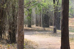Тропа леса через заповедник Tadoba в Индии стоковое фото Тропа леса через заповедник Tadoba в Индии стоковое фото