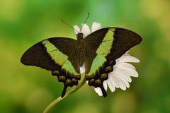 Тропическая бабочка swallowtail в Юго-Восточной Азии стоковое изображение rf Тропическая бабочка swallowtail в Юго-Восточной Азии стоковое изображение rf