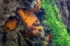 Тропические рыбы плавают около кораллового рифа жизнь подводная стоковое фото Тропические рыбы плавают около кораллового рифа жизнь подводная стоковое фото