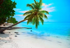 Тропический seascape с зелеными листьями и видом на океан пальмы стоковое фото Тропический seascape с зелеными листьями и видом на океан пальмы стоковое фото