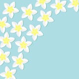 Тропический комплект значка цветка в угловом Frangipani Гаваи Plumeria, рамка цветка завода Бали background card congratulation i Стоковые Изображения RF Тропический комплект значка цветка в угловом Frangipani Гаваи Plumeria, рамка цветка завода Бали background card congratulation i Стоковые Изображения RF