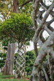 Тропическое дерево семьи microcarpa фикуса с необычно переплетенным хоботом стоковое фото rf Тропическое дерево семьи microcarpa фикуса с необычно переплетенным хоботом стоковое фото rf
